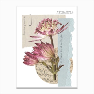 Astrantia Canvas Print