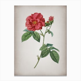 Vintage Apothecary Rose Botanical on Parchment n.0936 Canvas Print