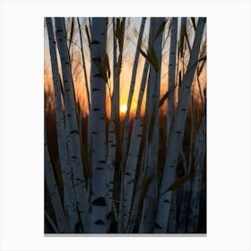 Sunset Over Birch Trees Canvas Print