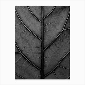 Black Leaf Fiddle Leaf Fig Tree Canvas Print
