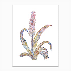 Stained Glass Eucomis Punctata Mosaic Botanical Illustration on White n.0257 Canvas Print