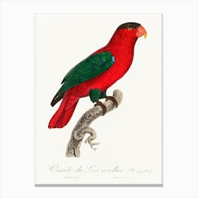 The Purple Naped Lory From Natural History Of Parrots, Francois Levaillant 1 Canvas Print