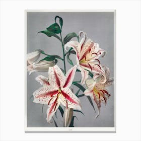 Lily, Hand Colored Collotype From Some Japanese Flowers (1869), Kazumasa Ogawa Canvas Print