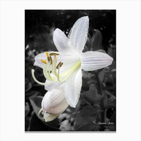 White Lily Canvas Print