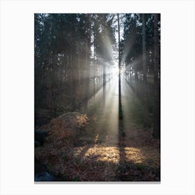 Sunbeams in the winter forest 3 Canvas Print