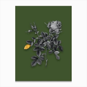 Vintage Dwarf Damask Rose Black and White Gold Leaf Floral Art on Olive Green n.0186 Canvas Print