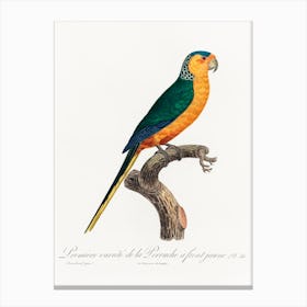 The Yellow Fronted Parakeet, From Natural History Of Parrots, Francois Levaillant Canvas Print