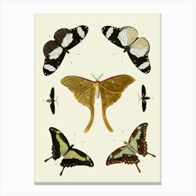 Vintage Moths Canvas Print