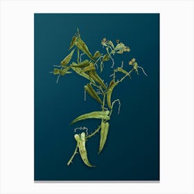 Vintage Rough Bindweed Botanical Art on Teal Blue n.0656 Canvas Print