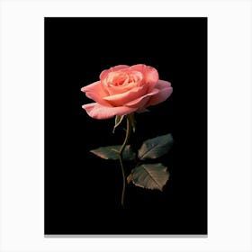 Pink Rose On Black Background 12 Canvas Print