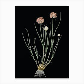 Vintage Allium Globosum Botanical Illustration on Solid Black n.0958 Canvas Print