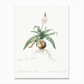 Lachenalia Lanceaefolia, Pierre Joseph Redoute Canvas Print