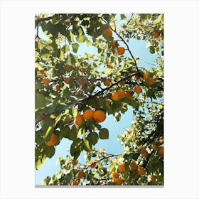 Peachy Canvas Print