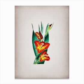 Vintage Parrot Gladiole Flower Botanical on Parchment n.0892 Canvas Print