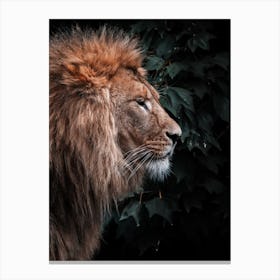 Lion Pose Canvas Print