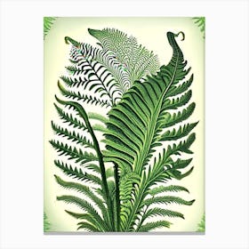 Ostrich Fern Vintage Botanical Poster Canvas Print