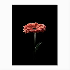 Gerbera 1 Canvas Print