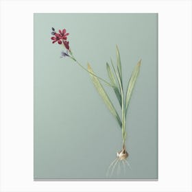 Vintage Gladiolus Mucronatus Botanical Art on Mint Green Canvas Print