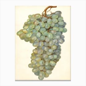 Vitis Almeria Canvas Print