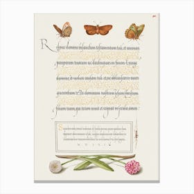 Butterflies, Moth, Spider, And English Daisies From Mira Calligraphiae Monumenta, Joris Hoefnagel Canvas Print