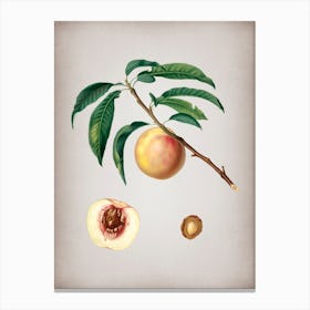 Vintage White Speckled Peach Botanical on Parchment n.0049 Canvas Print