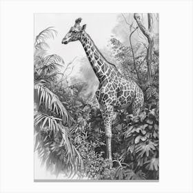 Pencil Portrait Of Giraffe In The Leaves 3 Canvas Print