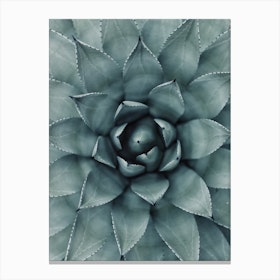 Hypnotic Agave Plant Canvas Print