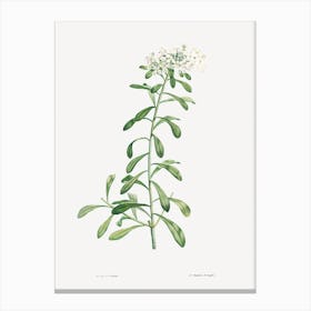 Cluster of Small White Flowers from La Botanique de J. J. Rousseau, Pierre Joseph Redoute (2) Canvas Print