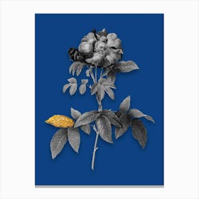 Vintage Provins Rose Black and White Gold Leaf Floral Art on Midnight Blue n.0618 Canvas Print
