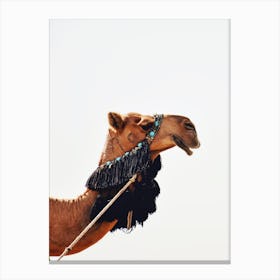 Decorated Camel Canvas Print
