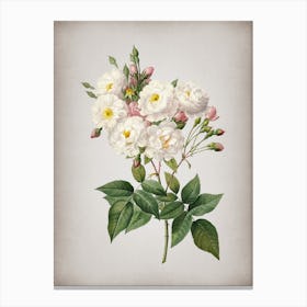 Vintage Noisette Roses Botanical on Parchment n.0150 Canvas Print