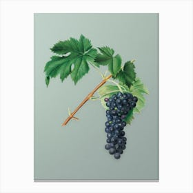 Vintage Black Aleatico Grape Botanical Art on Mint Green n.0584 Canvas Print