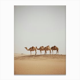 Caravan of Camels - Al Wathba Abu Dhabi UAE photo print - moody animal photography art Art Print Canvas Print