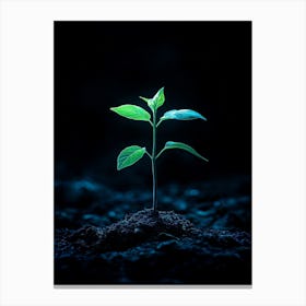 Young Plant Sprouting On Dark Background Canvas Print