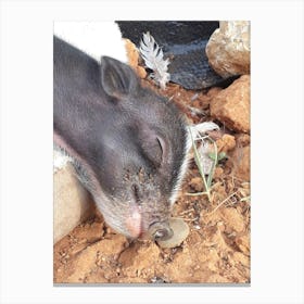 Pig Sleeping 1 Canvas Print