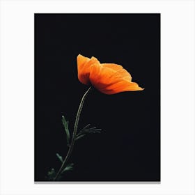 Orange Poppy 1 Canvas Print