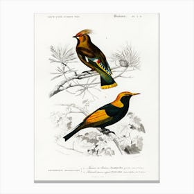 Different Types Of Birds, Charles Dessalines D'Orbigny 22 Canvas Print