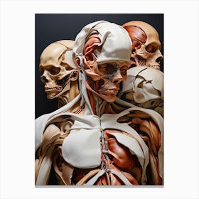Anatomy Of The Human Body Canvas Print
