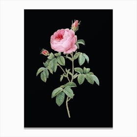 Vintage Provence Rose Bloom Botanical Illustration on Solid Black n.0541 Canvas Print