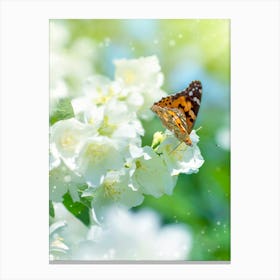Butterfly On White Flowers Canvas Print