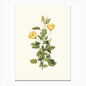 Antique Vintage Flower Illustration - Yellow 2 Canvas Print