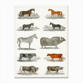 Collection Of Animals, Oliver Goldsmith Canvas Print