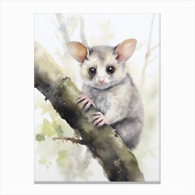 Light Watercolor Painting Of A Ringtail Possum 2 Canvas Print