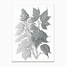 Bergamot Herb William Morris Inspired Line Drawing 2 Canvas Print