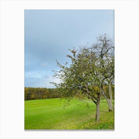 Tree In A Field 6 Canvas Print