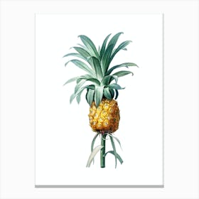 Vintage Pineapple Botanical Illustration on Pure White n.0574 Canvas Print