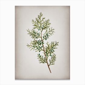 Vintage Virginian Juniper Botanical on Parchment n.0209 Canvas Print