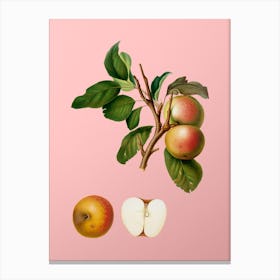 Vintage Pupina Apple Botanical on Soft Pink n.0304 Canvas Print