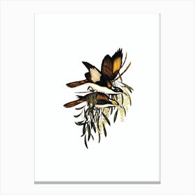 Vintage White Pinioned Honeyeater Bird Illustration on Pure White n.0417 Canvas Print