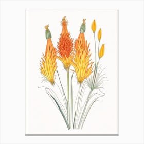 Kniphofia Floral Quentin Blake Inspired Illustration 1 Flower Canvas Print